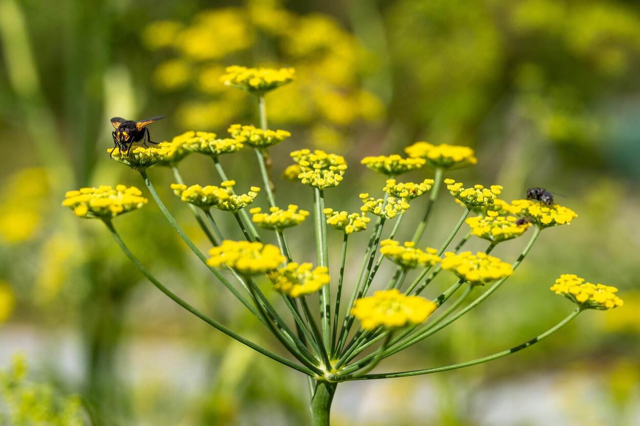 Gewas in een kleinschalige moestuin