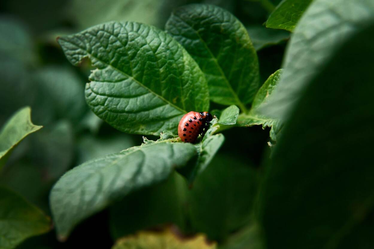 Rood kevertje op een groot groen blad van een plant