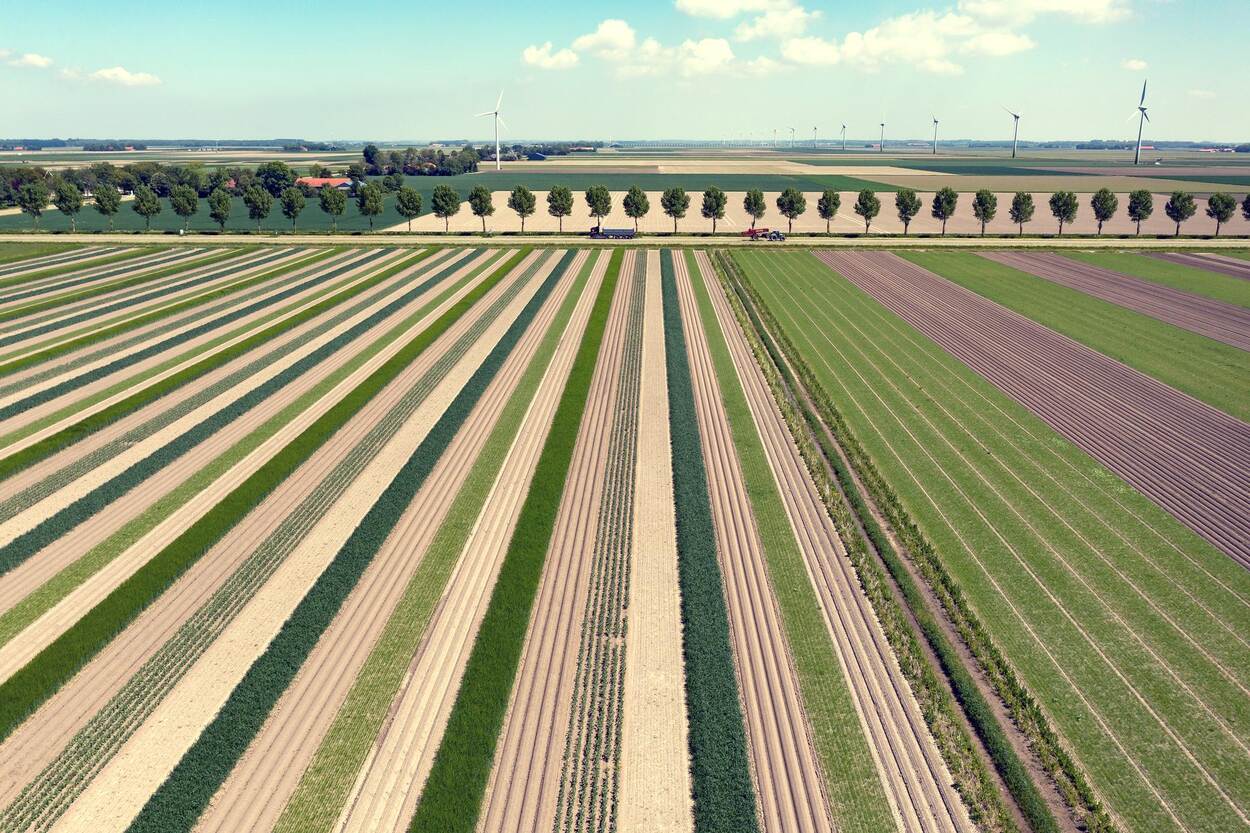 Strokenteelt op een proefboerderij in de Flevopolder