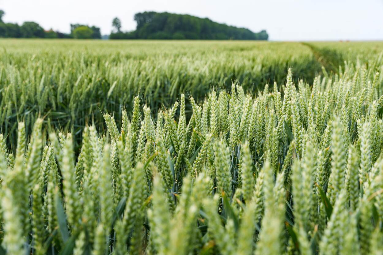 Een veld met tarweplanten