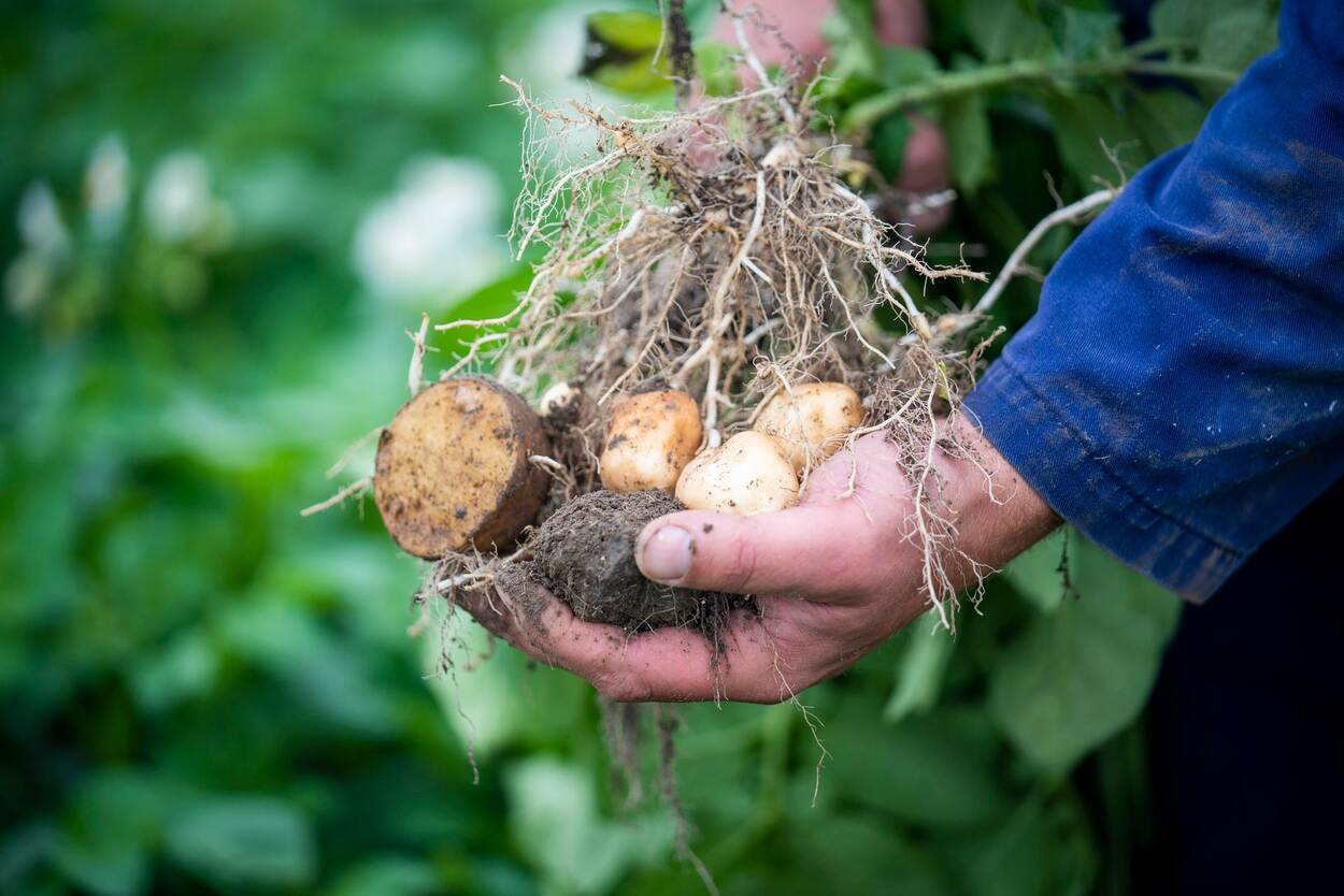 Boer met net geoogste aardappels in zijn handen