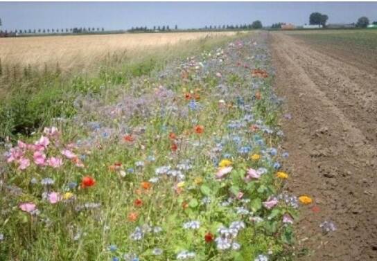 Bloemrijke akkerranden