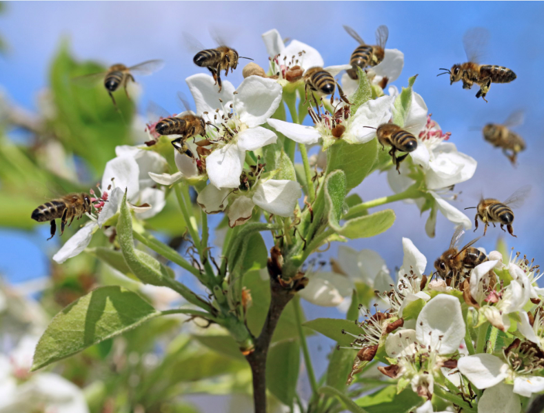 Veel bijen op de bloesem van een fruitboom